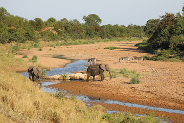 Afrikanischer Elefant und Steppenzebra im Tsendze River/ African elephant  and Burchell's zebra in...