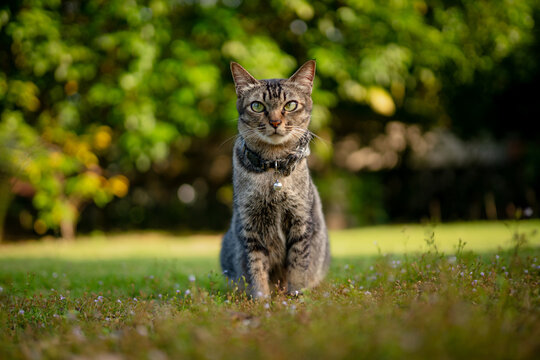 picture of cat playing at outdoor