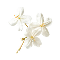 Fototapeta premium Delicate White Flowers Blooming Exquisite Beauty Nature's Elegance