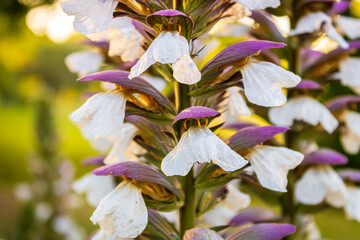Acanthus mollis, known as acanthus, is a perennial herbaceous plant with broad, serrated leaves,...