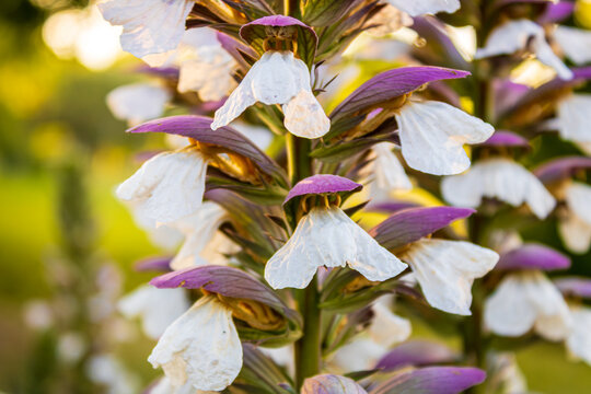 Acanthus mollis, known as acanthus, is a perennial herbaceous plant with broad, serrated leaves, native to the Mediterranean.