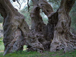 Albero secolare