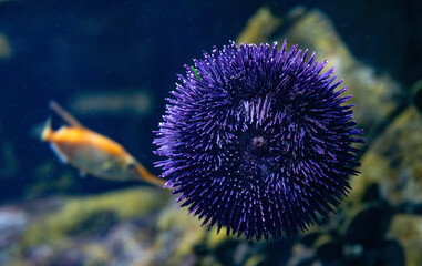 Sea urchin on the background of the seabed