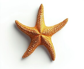 Orange Starfish Isolated on White Background