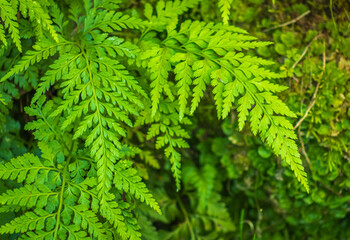 Asplenium onopteris, native to Europe, North Africa and parts of Asia, grows in moist, shady soils, especially in forests and rocky slopes.