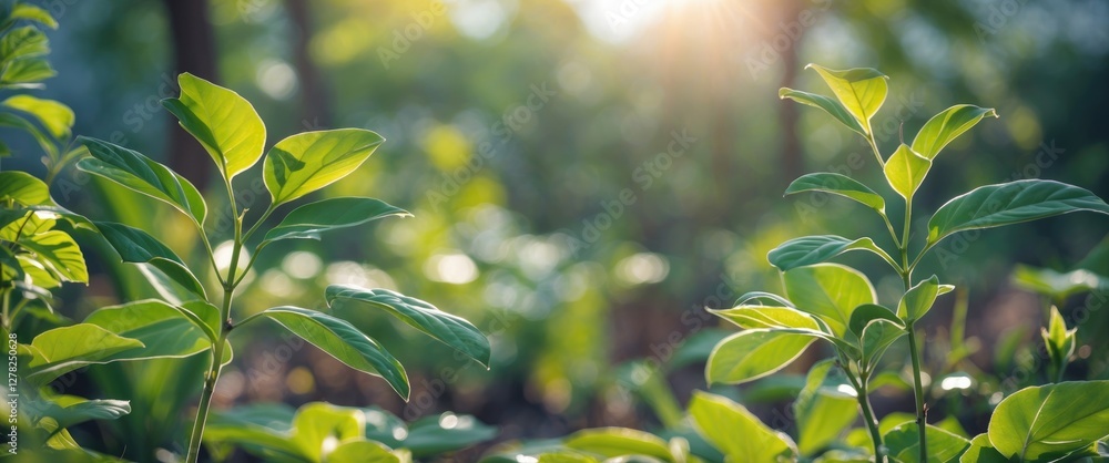 Poster green leafy plants in soft focus illuminated by sunlight in a garden setting ideal for spring backgr