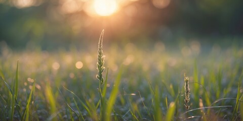 Fototapeta premium Serene Nature Background of Blurred Grass with Sunlight and Empty Space for Text or Design Elements