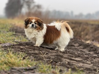 Kleiner Hund im Freien beim Spaziergang mitten in der Natur. Tibet Spaniel, Hündin, Ausserhalb,...