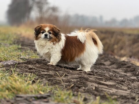 Kleiner Hund im Freien beim Spaziergang mitten in der Natur. Tibet Spaniel, Hündin, Ausserhalb, Gassi, Fellpflege