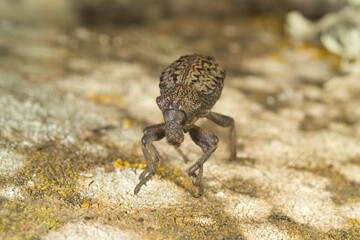 Curculionide (Brachycerus barbarus). Paulilatino. Oristano. Sardegna. Italia A Garlic Weevil beetle (Brachycerus undatus) on a rock, cloudy day in springtime,