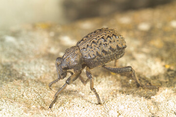 Curculionide (Brachycerus barbarus). Paulilatino. Oristano. Sardegna. Italia A Garlic Weevil beetle (Brachycerus undatus) on a rock, cloudy day in springtime,