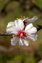 First almond blossoms of the year 2025 in Madrid in the month of February