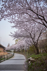 Blooming cherry blossom trees in Yeouido park on Han river in Seoul, South Korea