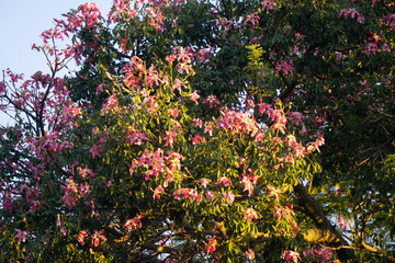&Aacute;rbol florecido al atardecer