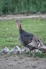 Fototapeta premium turkey vulture in the grass