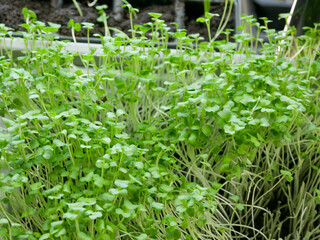 Seedlings indoors growing under grow-lights. 
