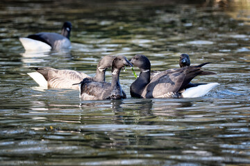  Brant Goose (Branta bernicla), Brittany, France.