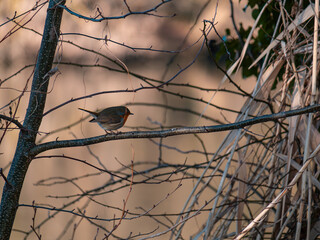 bird on a branch