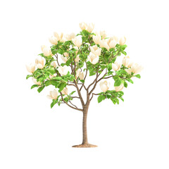 Blooming Magnolia Tree Spring Flowers Nature Beauty