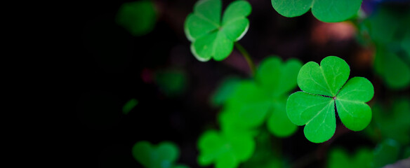 St Patrick's Day Lucky Charm Shamrock Irish abstract green bokeh background for happy st patrick's day celebration background design	
