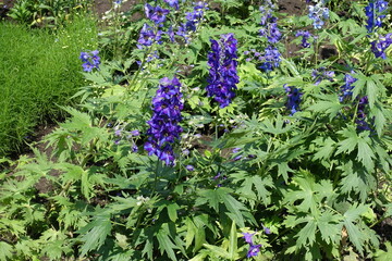Dark purple flowers of Delphinium hybridum in mid June