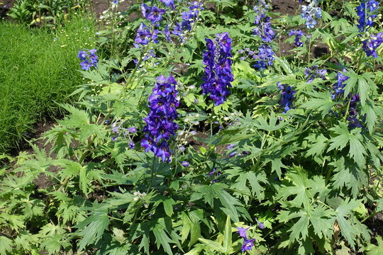 Fototapeta Dark purple flowers of Delphinium hybridum in mid June