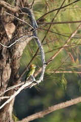 A small bird that lives in the nature of Thailand.