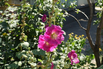 Fuchsia colored flowers of common hollyhock in mid August