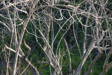 Dead tree standing without leaves for background image