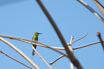 A small bird that lives in the nature of Thailand.