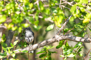 Magpie perches on a branch, living naturally in Thailand.