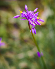 Fototapeta premium Wildflower in bloom