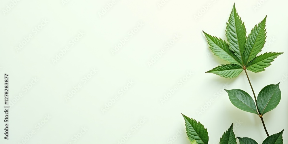 Poster lush dark green leaf foliage on a soft pastel background with ample empty space for text or design e