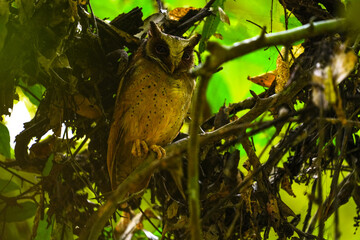 Obraz premium Barn owl in Kaeng Krachan National Park, Thailand