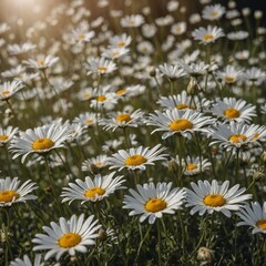 A gentle field of daisies with delicate petals swaying in a warm summer breeze, transparent background.