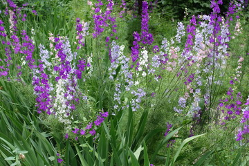 Lots of multicolored flowers of Siberian larkspur in mid June