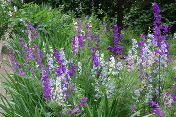 Naklejka premium Numerous multicolored flowers of Siberian larkspur in mid June