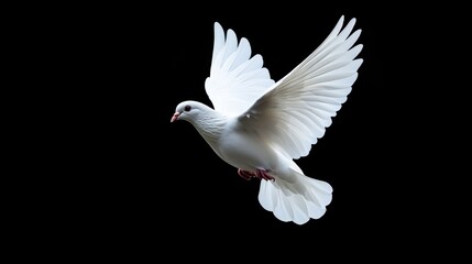 Obraz premium A graceful white dove in mid-flight, showcasing its elegant wings against a stark black background, symbolizing peace and freedom.