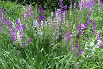Fototapeta premium Profuse multicolored flowers of Siberian larkspur in mid June