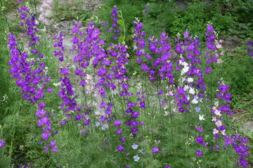 Obraz premium Profusion of purple, pink and white flowers of Siberian larkspur in mid June