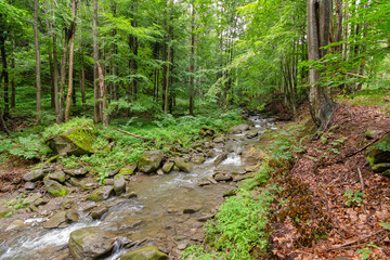 Obraz premium water stream in the beech forest among rocks. outdoor scenery in summer on a sunny day. beauty of carpathian nature