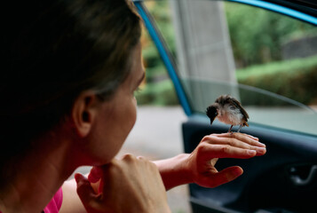 A woman is gently holding a red-whiskered bulbul chick in her hand in the car.