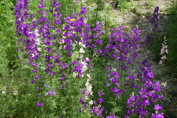 Naklejka premium Purple, pink and white flowers of Siberian larkspur in mid June