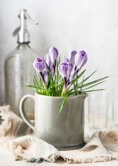 Amazing bouquet of purple crocus with stripes flowers, King of Striped, in a ceramic jug for home decor. Vintage style. Copy space