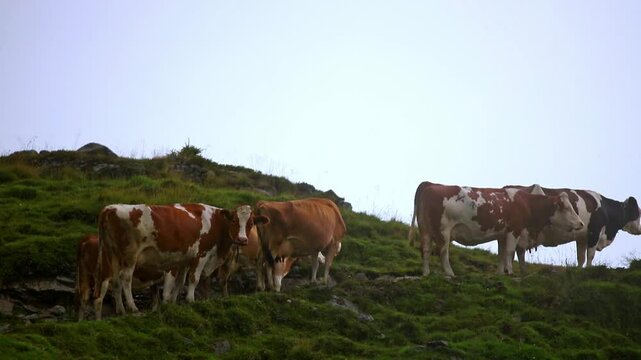 Brown and white Simmental cattle grazing on a steep green alpine slope under a clear sky in the European Alps, traditional agriculture, livestock farming, scenic mountain landscape nature view.
