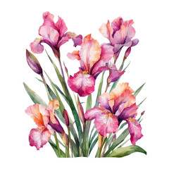 Obraz premium Summer garden iris flowers, watercolor illustration