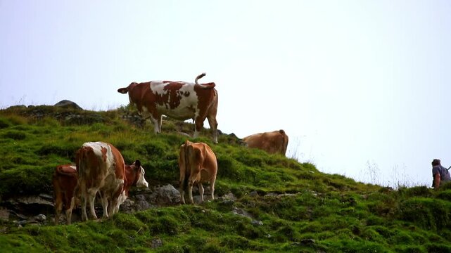 Cows grazing on a steep green alpine meadow in the mountains, Simmental cattle on pasture under a high overcast sky, scenic rural livestock farming scene, idyllic summer landscape in the Alps.