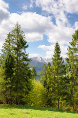 fir forest behind the green field. remote highland. sunny day. carpathian mountain landscape in...