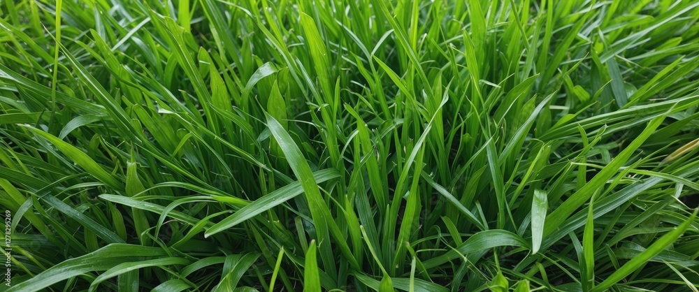 Poster lush green grass texture with blank space for text or graphic overlay in natural setting