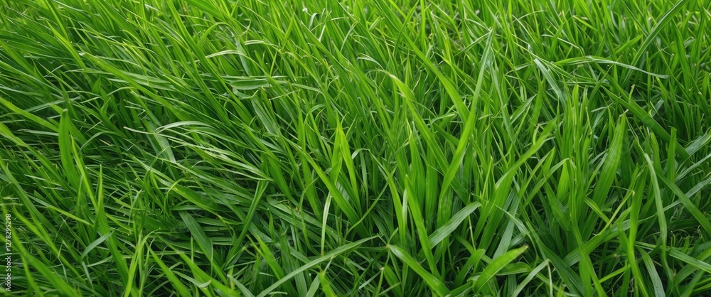 Poster lush green grass field with abundant growth and neutral space for custom text or design elements